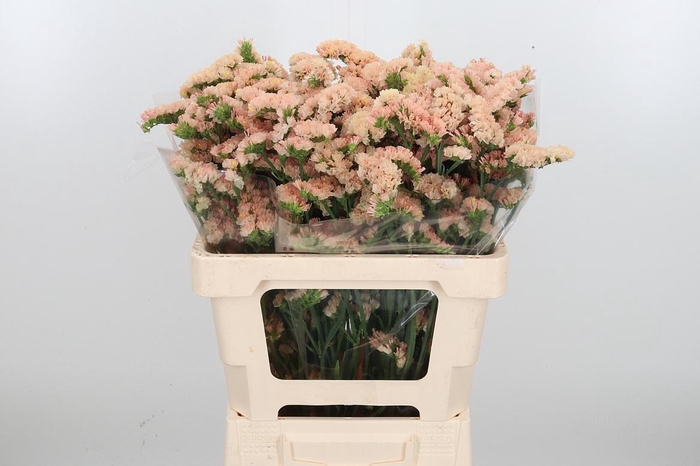 <h4>Lim S Glow Sun Birds</h4>