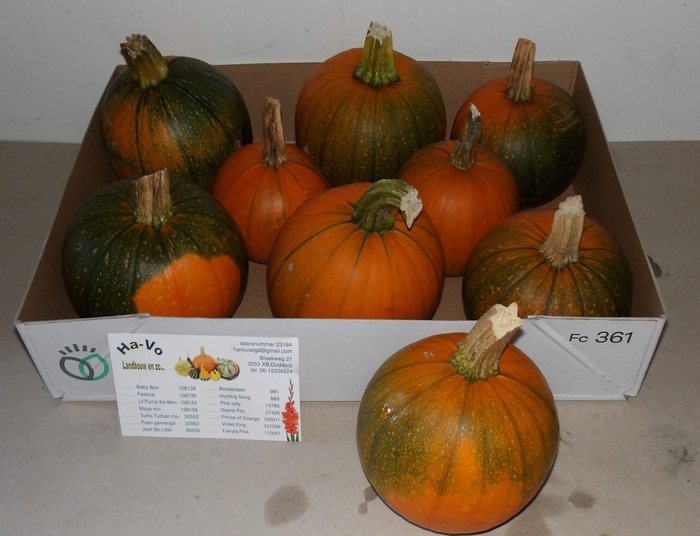 <h4>CUC HALLOWEEN</h4>