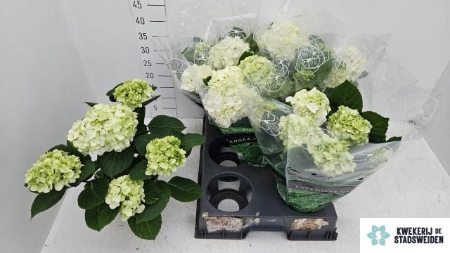 <h4>HYDR M MERLIN</h4>