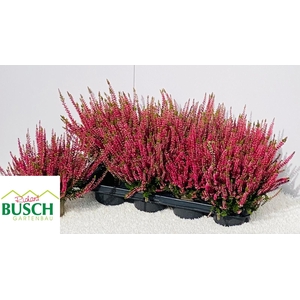 CALLU GA G FRANCA