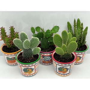 OPUNTIA