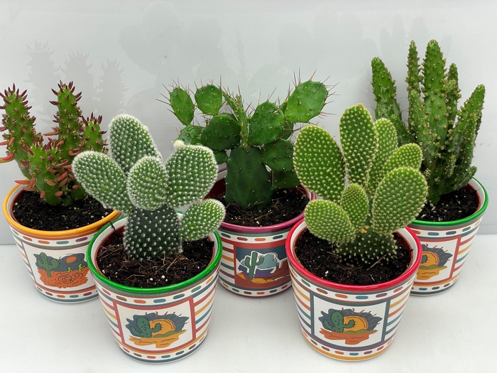 <h4>OPUNTIA</h4>