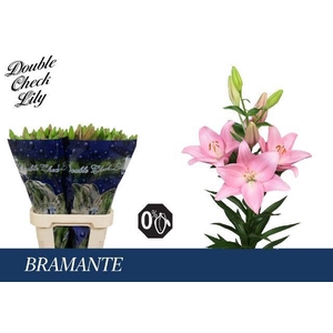 LI LA BRAMANTE