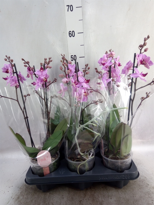 <h4>Phalaenopsis multi. 'Ant Santiago'</h4>