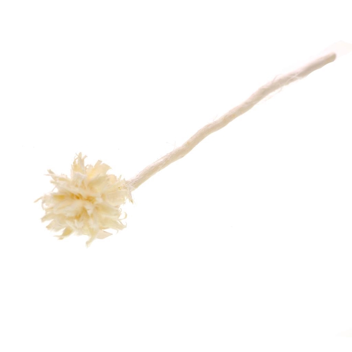 <h4>Plumosum Single Pc Branch Bleached White</h4>