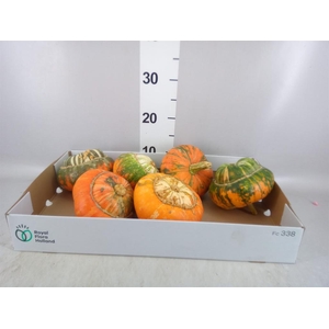 Cucurbita
