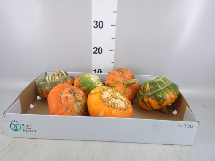 <h4>Cucurbita</h4>