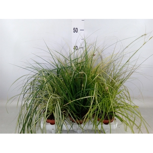 Carex   ...mix