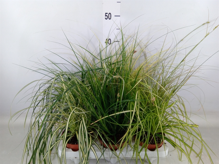 <h4>Carex   ...mix</h4>