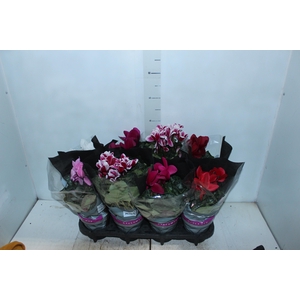 CYCLAMEN P14