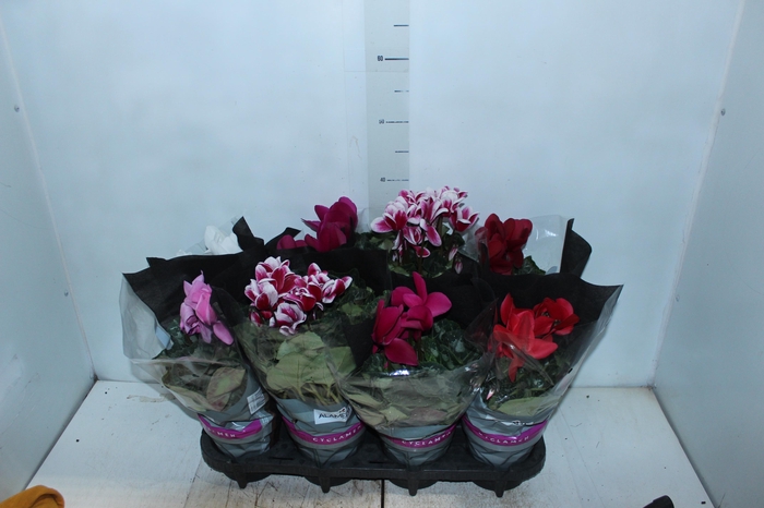 <h4>CYCLAMEN P14</h4>