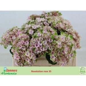 Hydrangea mag revolution pink