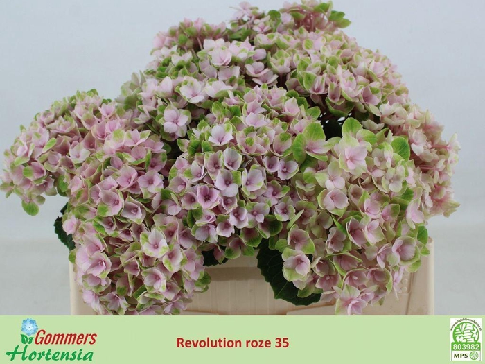 <h4>Hydrangea mag revolution pink</h4>