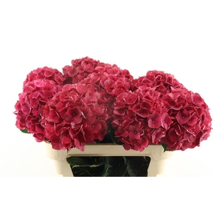 Hydr M Rubyred 80-22 (new)