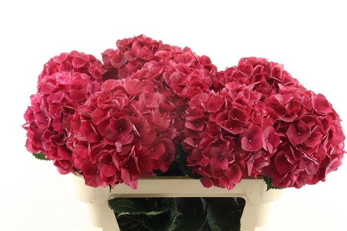 <h4>Hydr M Rubyred 80-22 (new)</h4>
