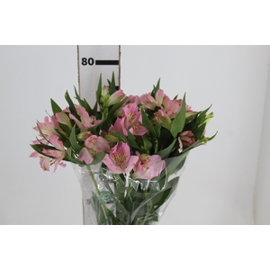 ALSTROEMERIA DUBAI 080 CM