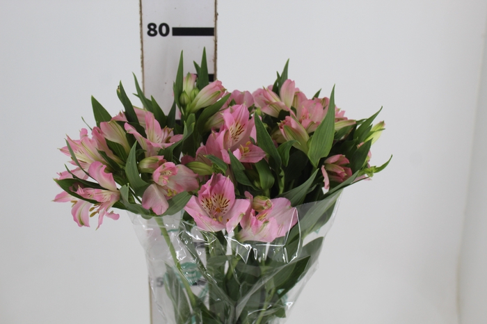 <h4>ALSTROEMERIA DUBAI 080 CM</h4>