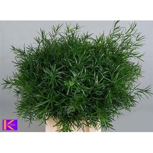 Asparagus Falcatus