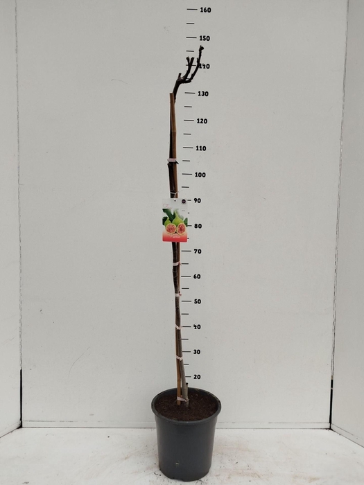 <h4>Ficus carica</h4>