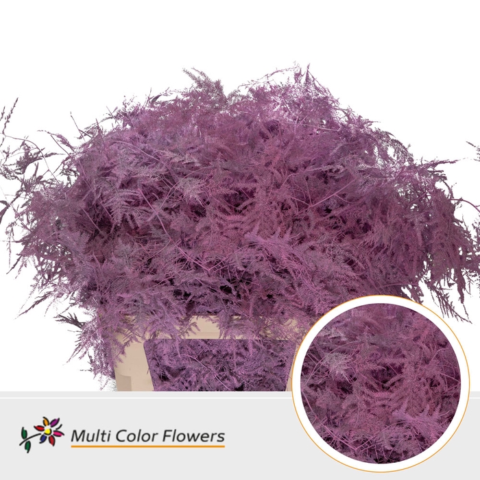 <h4>Asparagus Lang Rose Nieuw</h4>