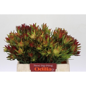 Leucadendron Yellow Blush Spray