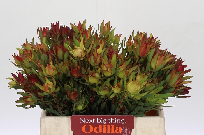 <h4>Leucadendron Yellow Blush Spray</h4>