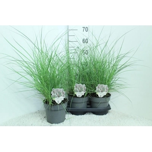 Miscanthus sinensis 'Red Chief'