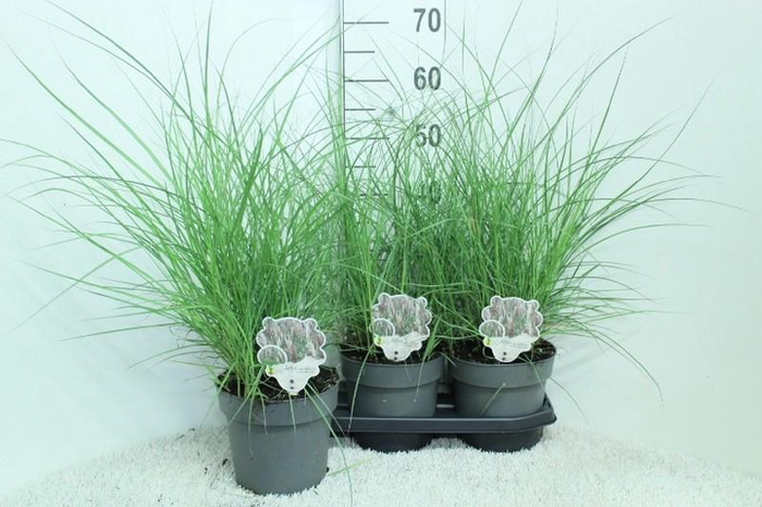 <h4>Miscanthus sinensis 'Red Chief'</h4>