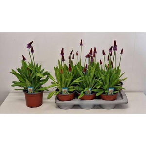 PRIM VIALII