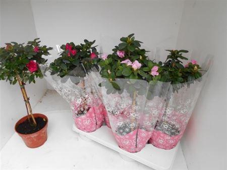 <h4>Rhodo Si Ov Stam</h4>