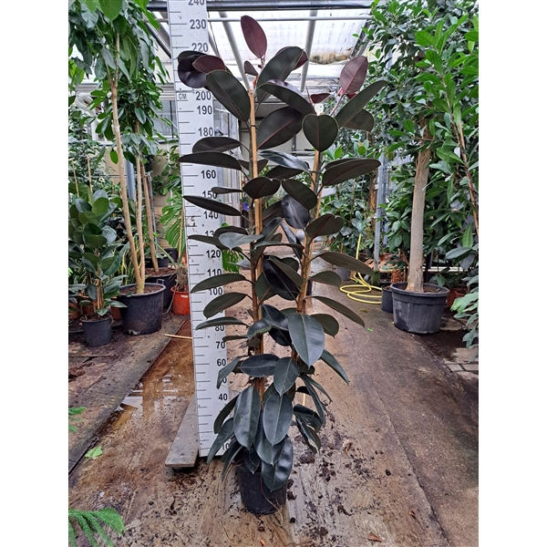 <h4>Ficus Elastica Abidjan 2 toef 210</h4>