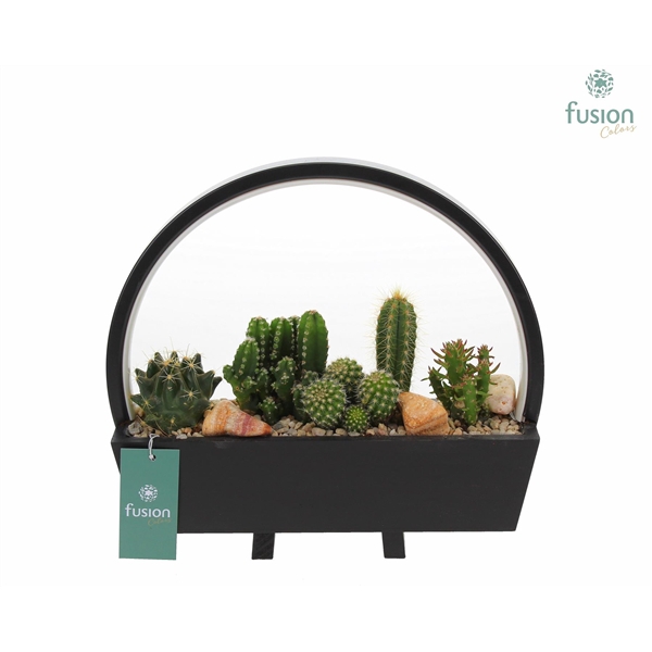 Lamp LED boog hout met Cactus mix