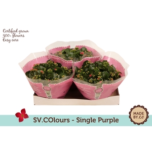 Kalanchoë Single Purple in SV.COloursleeve