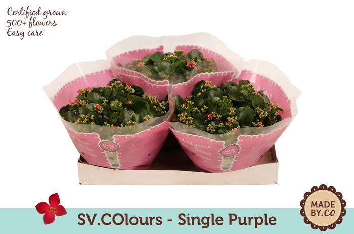 <h4>Kalanchoë Single Purple in SV.COloursleeve</h4>
