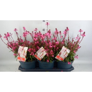 Gaura lindheimeri 'Gaudi lght Pink'