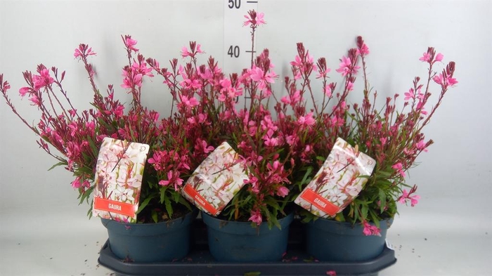 <h4>Gaura lindheimeri 'Gaudi lght Pink'</h4>