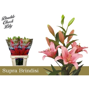Li La Brindisi Supra 4+ Double Check