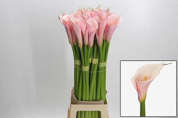 <h4>ZANT AE EYD PINK</h4>