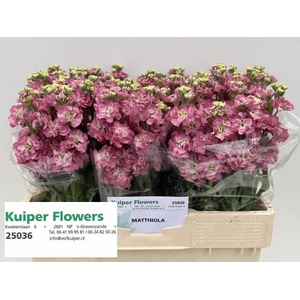 MATTH STOX ROSE PINK