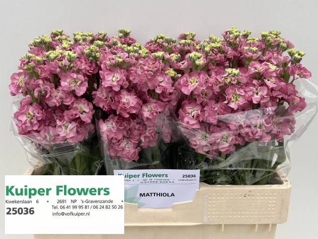 <h4>MATTH STOX ROSE PINK</h4>