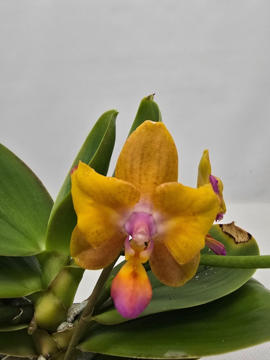 <h4>Limited 02 week 9</h4>