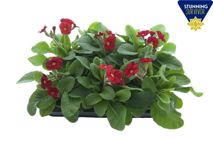 <h4>PRIM EL ST LEUCHTROT</h4>