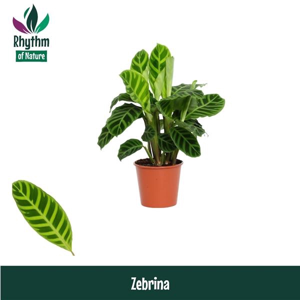 <h4>Calathea zebrina</h4>
