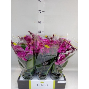 Phalaenopsis   ...lilac