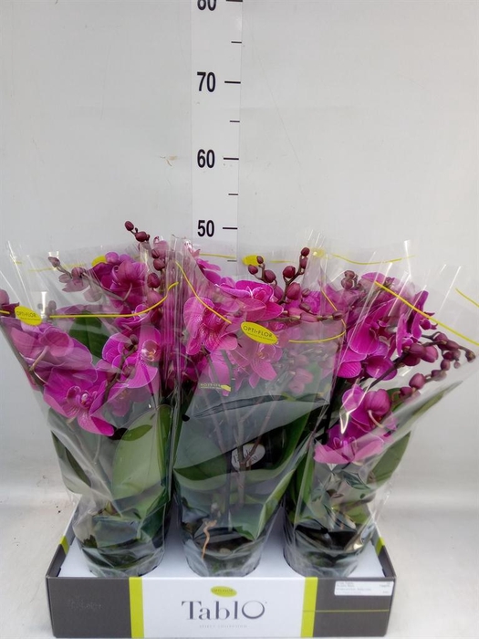 <h4>Phalaenopsis   ...lilac</h4>