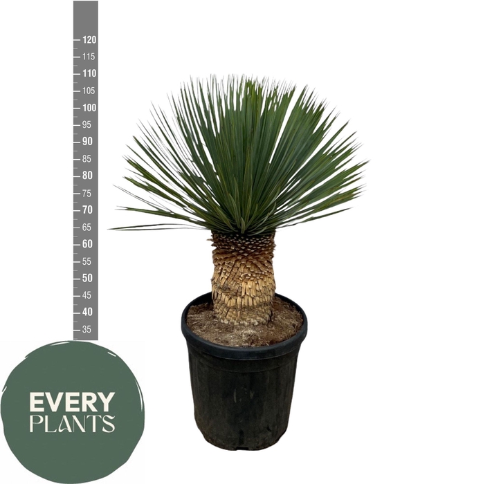 <h4>YUC ROSTRATA</h4>