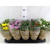 Chrysanthemum   ..mix 7