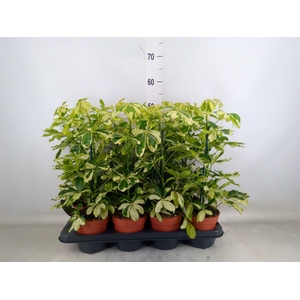 Schefflera arbor. 'Charlotte'