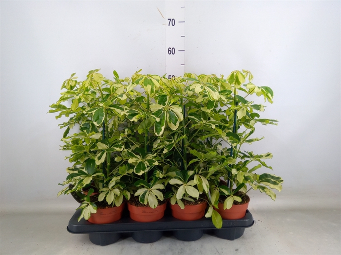 <h4>Schefflera arbor. 'Charlotte'</h4>