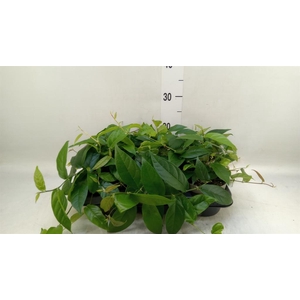 Ficus sagittata